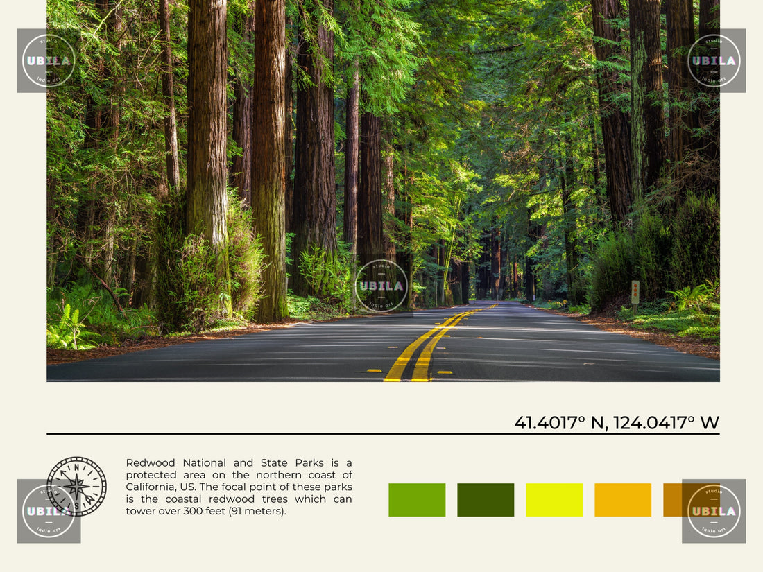 Redwoods Poster