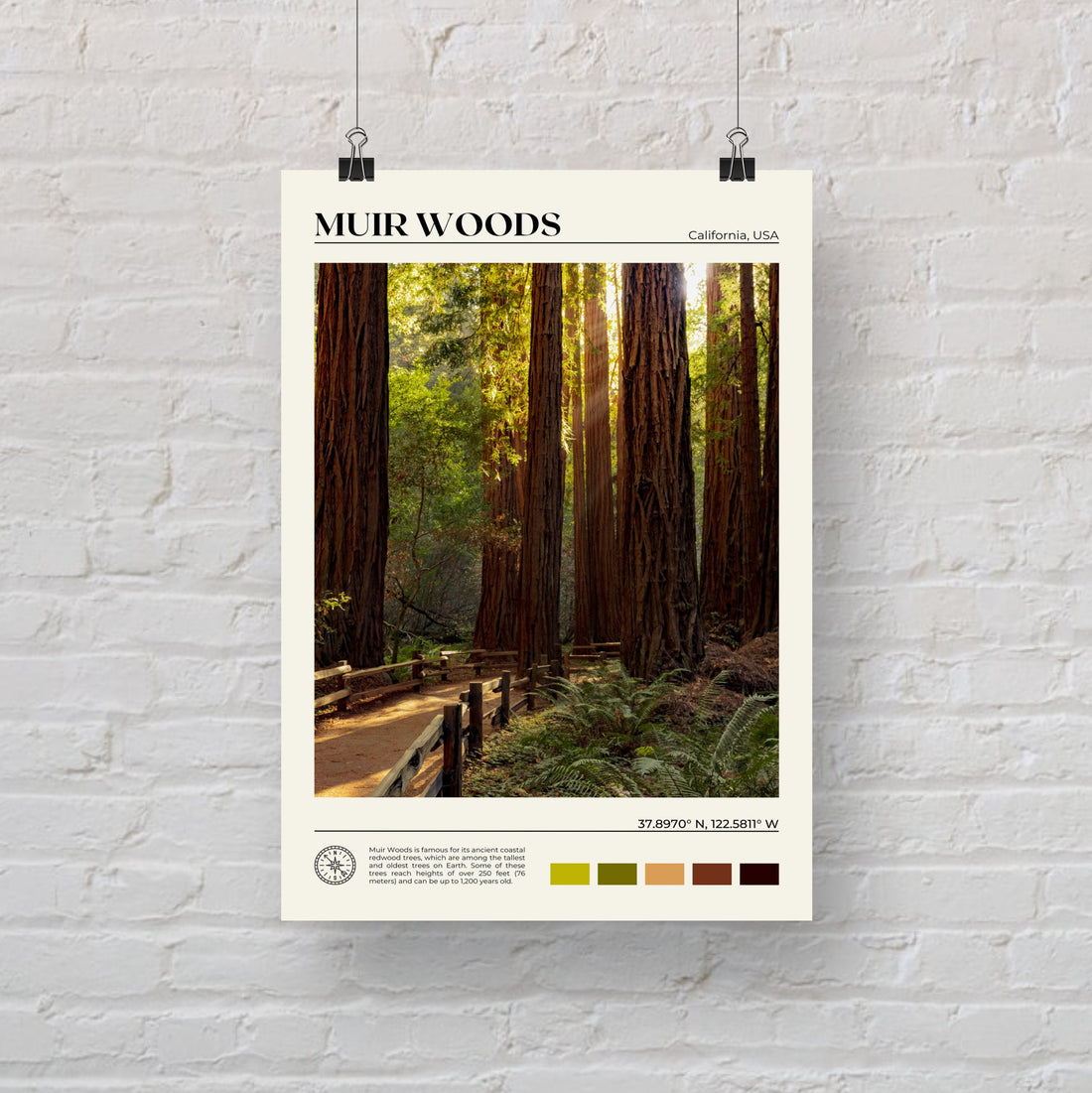 Muir Woods Poster