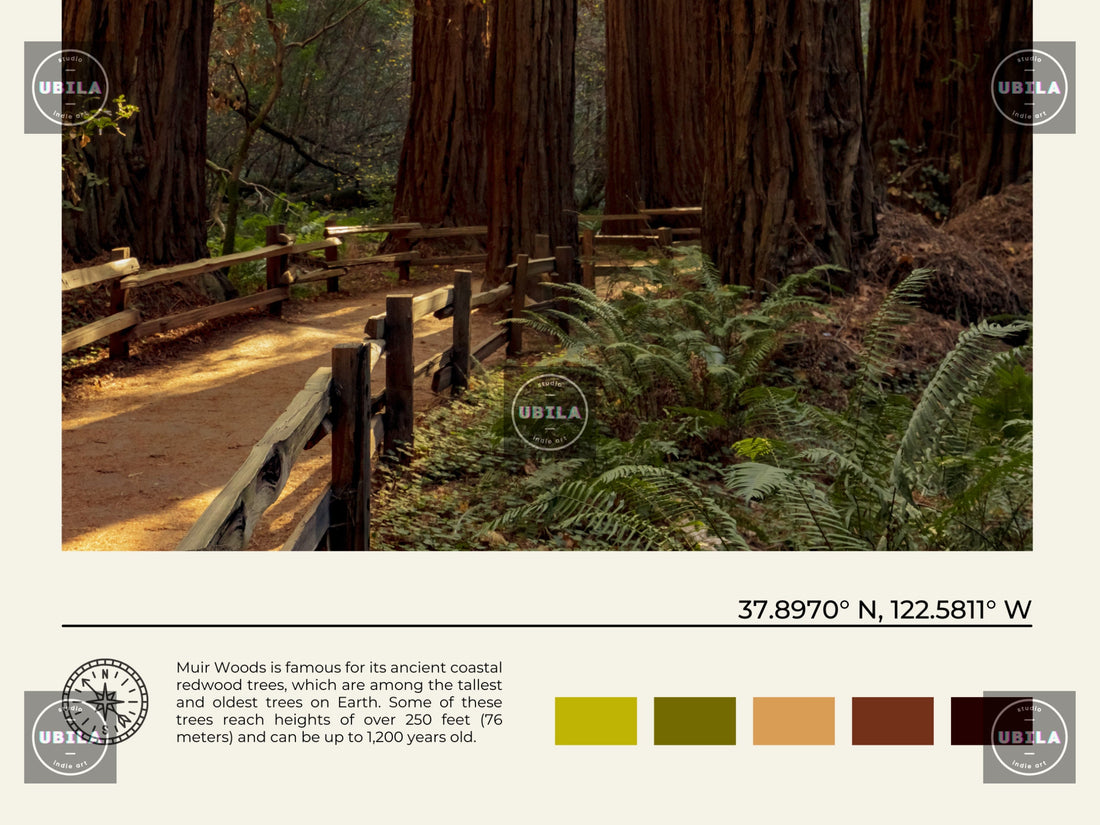 Muir Woods Poster