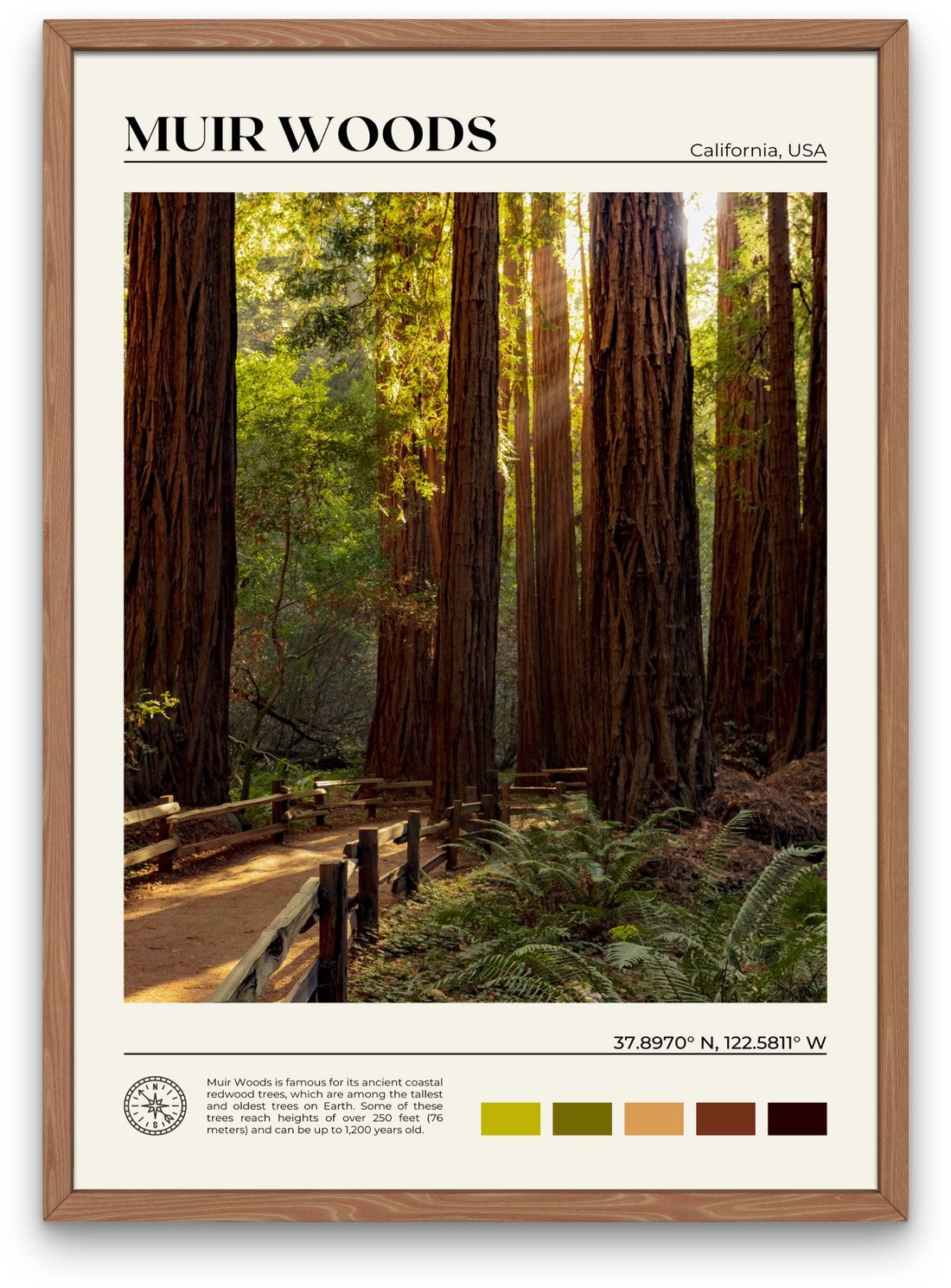 Muir Woods Poster